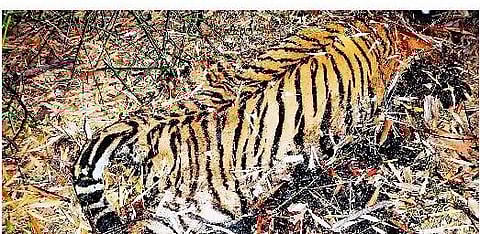 சத்தியமங்கலம் வனப்பகுதியில் மர்மமாக இறந்து கிடந்த புலி