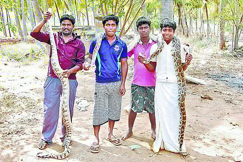 கிருஷ்ணகிரியில் பாம்பு பண்ணை? மலைப்பாம்பு ஊடுருவலைத் தடுக்க கோரிக்கை