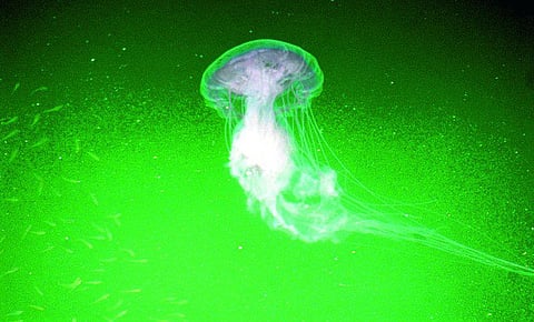 5 அடி நீள ஜெல்லி மீன்!