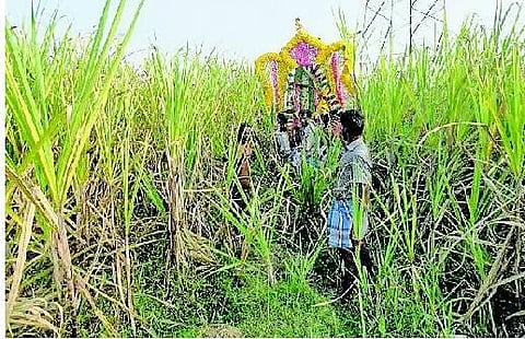 கரும்பு தோட்டத்துக்குள் புகுந்து சவ ஊர்வலம்- சுடுகாட்டுக்குப் பாதை இல்லாததால் அவதி