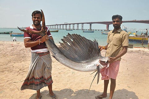ராமேஸ்வரம் தீவு கடற்பகுதியில் அதிவேக கத்தி மீன்கள் வரத்து அதிகரிப்பு