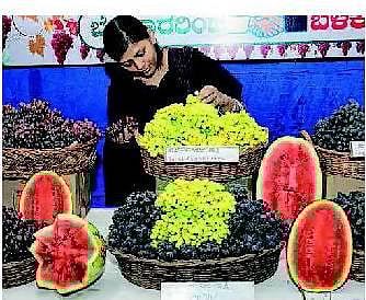 திராட்சை உற்பத்தியில் கர்நாடகத்துக்கு 2-ம் இடம்- அதிக லாபத்தால் விவசாயிகள் மகிழ்ச்சி