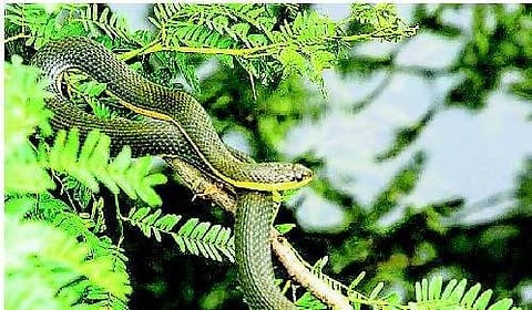 பாம்பு பறப்பதன் ரகசியம்