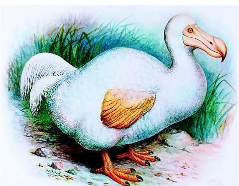 மனித இனம் அழித்த அதிசயப் பறவை