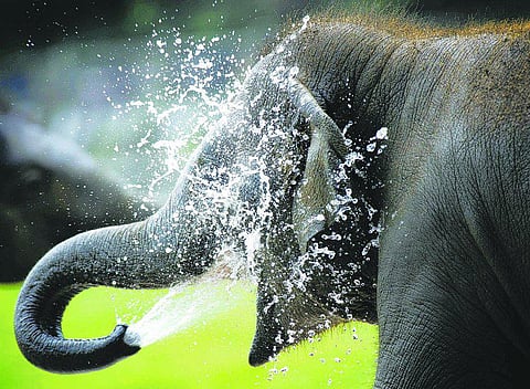 யானை ஏன் காதுகளை அசைக்கிறது?