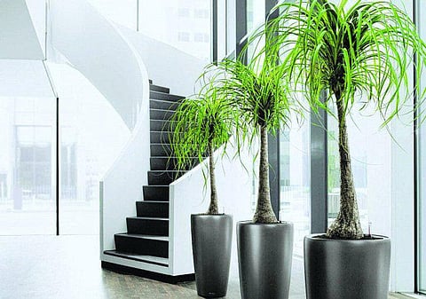 வீட்டுக்குள்ளும் செடி வளர்க்கலாம்