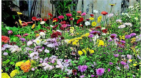 ஆண்டுக்கு ரூ.10 லட்சம் வரை வருவாய் ஈட்டித்தரும் பசுமைக்குடில் சாகுபடி