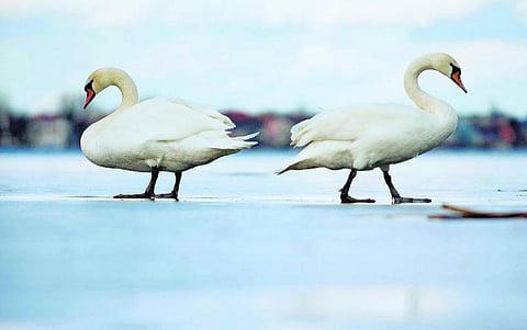 கம்பனும் டென்னிசனும்