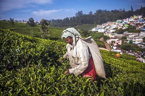 தேயிலை ஏற்றுமதி 13.24 சதவீதம் சரிவு