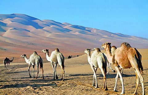 ஒட்டகத்தின் தண்ணீர் அறை!