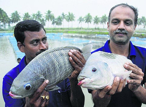 மீன்களையும் பாரம்பரியத்தையும் அழித்த ஜிலேபி