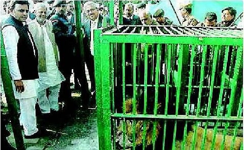 உ.பி.யில் குஜராத் சிங்கங்கள்: மோடி, அகிலேஷ் மோதல்