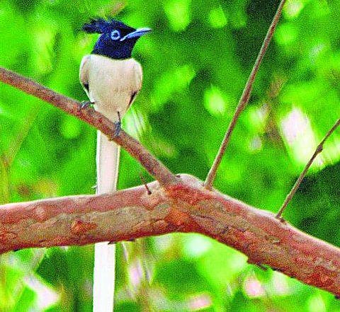 பெயர் தெரியா பறவை: வாசகர் எதிர்வினை