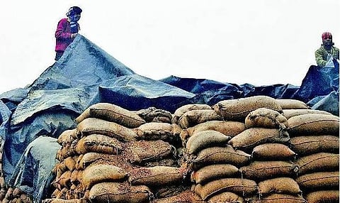 உணவு தானியங்கள் சரிவர பாதுகாக்கப்படுவதில்லை: கிடங்குகள் பற்றாக்குறை - அசோசேம் அறிக்கை