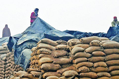 உணவு தானியங்கள் சரிவர பாதுகாக்கப்படுவதில்லை: கிடங்குகள் பற்றாக்குறை - அசோசேம் அறிக்கை