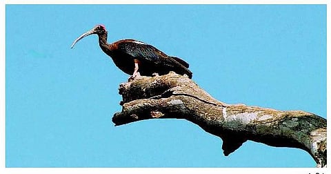 இயற்கை நேயம்: புள்ளினங்களுடன் கழித்த பொழுதுகள்