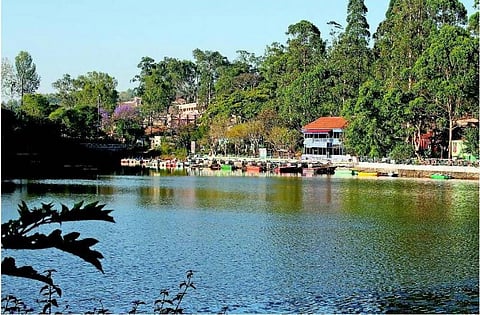 நீல மலர்களின் ஏற்காடு