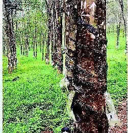 ரப்பர் விலை கடும் வீழ்ச்சி: 40 ஆயிரம் பேர் வேலையிழப்பு - இது தொழிலாளர் தின சோகம்