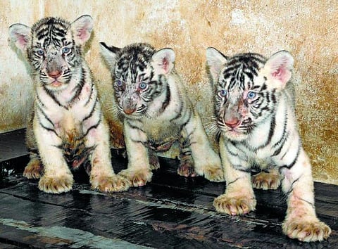 வண்டலூரில் வெள்ளைப்புலி 3 குட்டிகளை ஈன்றது