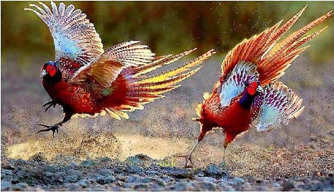 பேசும் படம்: தங்கத் தருணங்கள்