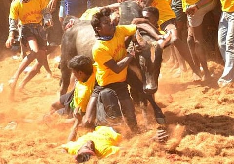 ஜல்லிக்கட்டு, ரேக்ளா போட்டிகள் நடத்த உச்ச நீதிமன்றம் தடை