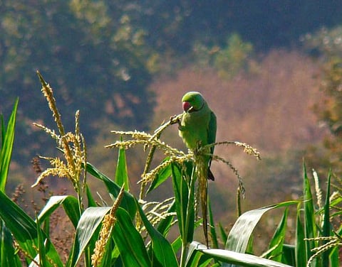வலையில் சிக்கிய பரம்பொருள்