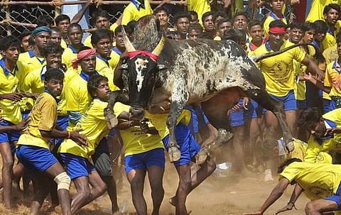 ஜல்லிக்கட்டுக்கு தடை: தீர்ப்பை கண்டித்து அலங்காநல்லூரில் கடையடைப்பு