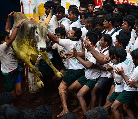 ஜல்லிக்கட்டுக்கு உச்ச நீதிமன்றம் தடை: காளைகள் அடிமாட்டுக்கு விலைபோக வாய்ப்பு