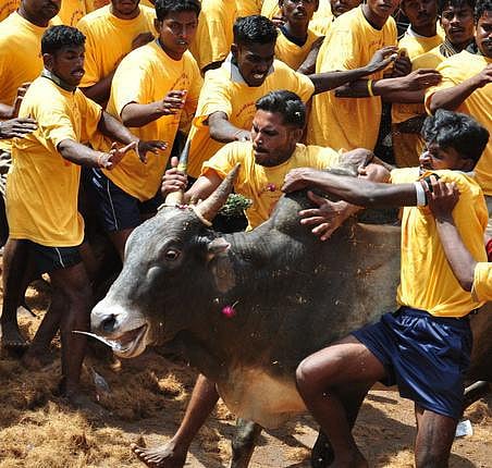 ஜல்லிக்கட்டு: தமிழ் மரபும் தமிழ் உயிர்களும்