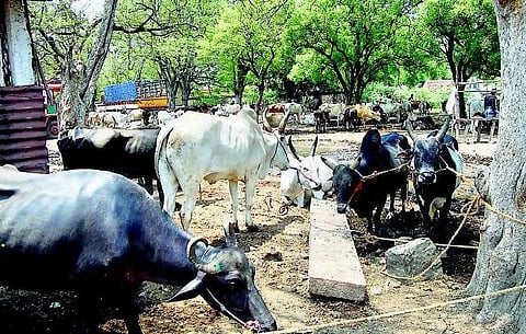 சரிந்தது ஜல்லிக்கட்டு காளைகளின் மதிப்பு: எடைக்கு ஏற்ப விலை நிர்ணயம் செய்யும் கொடுமை