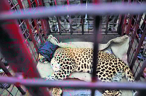 வீட்டுக்குள் பதுங்கிய சிறுத்தையை மயக்க ஊசி போட்டு பிடித்தனர் - கிருஷ்ணகிரி அருகே 10 மணி நேரம் பரபரப்பு