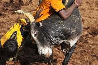 ஜல்லிக்கட்டு தடையை நீக்க தமிழக அரசு சீராய்வு மனு