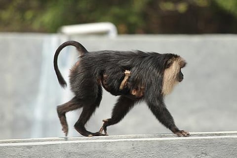 ‘அசோக் – அஞ்சலி’ சிங்கவால் குரங்கு ஜோடிக்கு பிறந்த குட்டி- வண்டலூர் பூங்காவின் புதிய வரவு