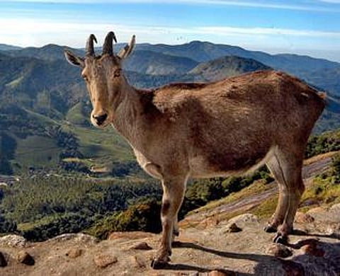 மலைவாச வரையாடு