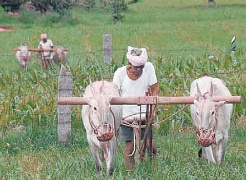 விளை நிலங்களுக்குப் பற்றாக்குறையா?