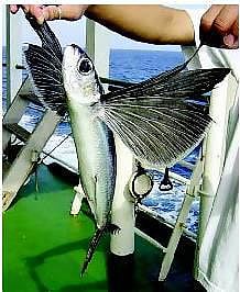 பறக்கும் மீன்