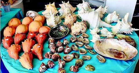 ஆழ்கடலின் ஆபரணங்கள்