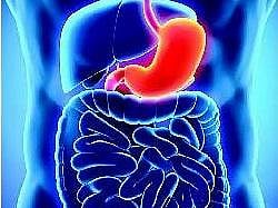 ஜீரண மண்டலம்: குடலின் நீளம் 33 அடி