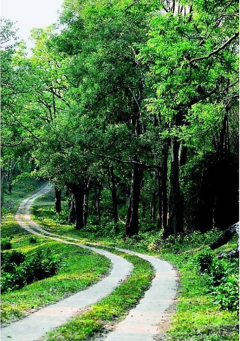 இரையான மானும் சில காலடித் தடங்களும்