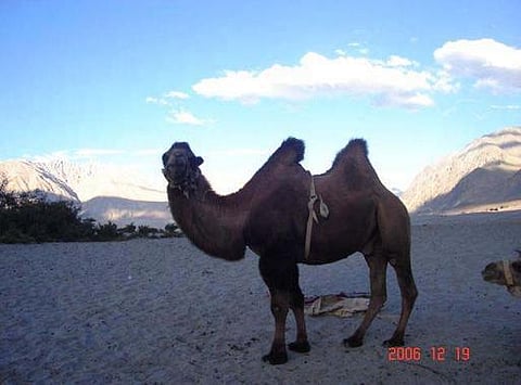 50 டிகிரியிலும் வியர்க்காது