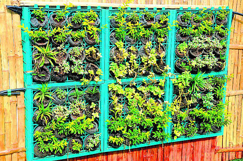 சுவரில் வளர்க்கலாம் செடி!