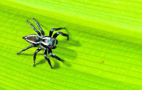 வீடு தேடி வந்த விருந்தாளிகள்