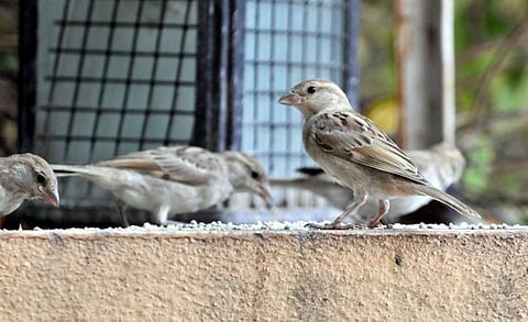 உணர்வுகள் நிபந்தனைகளுக்குட்பட்டது