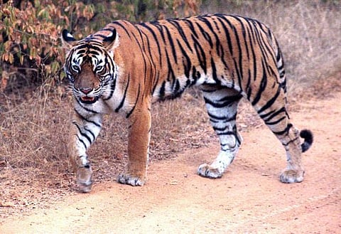 தனியார் நிறுவனங்கள் உதவியுடன் புலிகள் பாதுகாப்புத் திட்டம்: நாட்டில் முதல் முறையாக கர்நாடகாவில் அறிமுகம்