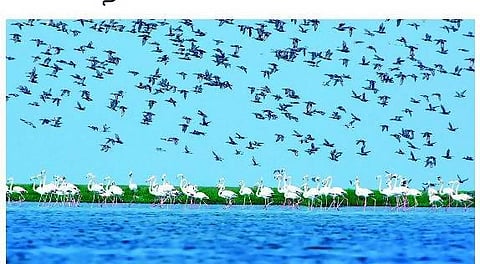 கடல்வாழ் உயிரின வாழ்விடங்களை பாதுகாக்க ஆய்வு தேவை: இன்று உலக பெருங்கடல்கள் தினம்