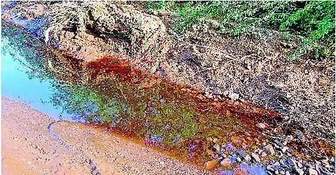 ரசாயனக் கழிவுகளால் அழிந்துவரும் புலிகள்: நடவடிக்கைக்கு சுற்றுச்சூழல் ஆர்வலர்கள் வலியுறுத்தல்