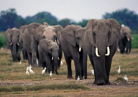 ஆப்பிரிக்காவில் 20,000 யானைகள் தந்தத்திற்காகக் கொல்லப்பட்டுள்ளன