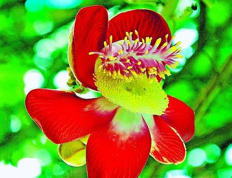 பீரங்கிக் குண்டு மரம்