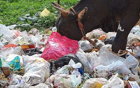 250 கிலோ பிளாஸ்டிக் குப்பைக்கு தங்க நாணயம் இலவசம்: தூய்மையாக்கும் முயற்சியில் மறைமலை நகர் நகராட்சி