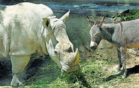 ஜார்ஜியாவில் கழுதையுடன் ‘நண்பேன்டா’ சொன்ன காண்டாமிருகம்
